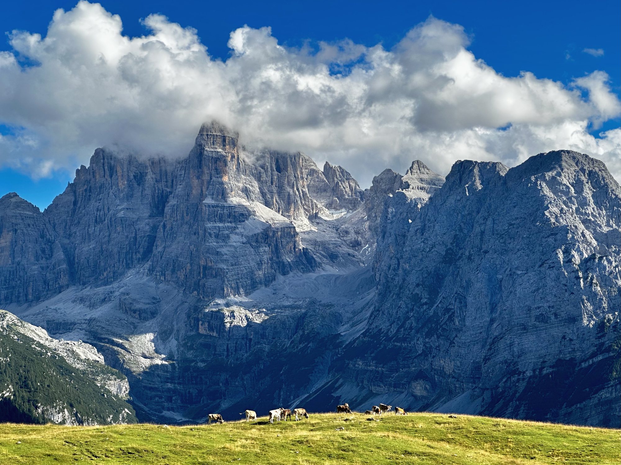 Le Dolomiti di Brenta tra le nuvole, con un pascolo in primo piano